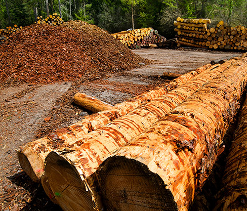 petit bois de chauffage à Ensisheim